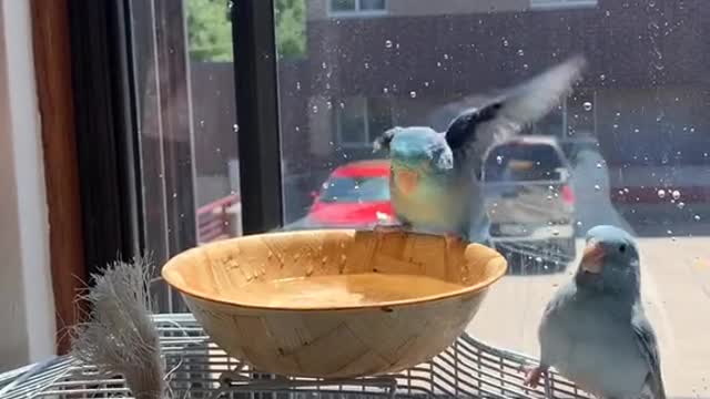 Always keep an eye on the parrotlet