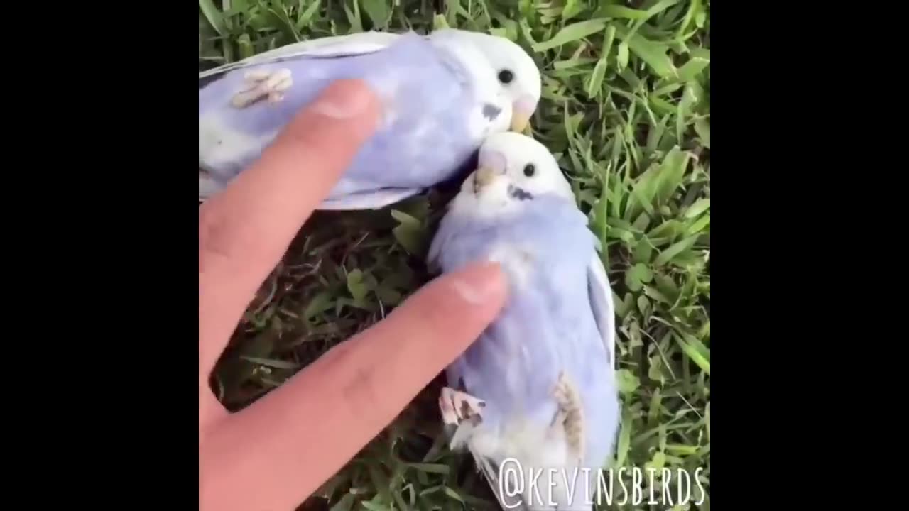 Cute Parrots Videos