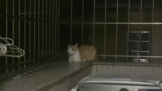 Who jumped into my house to get out of the rain