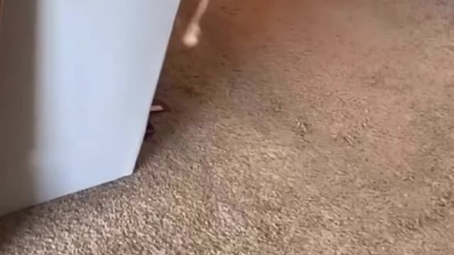 Kitty Comedy Club: A Laugh-Out-Loud Cat Video Showcase