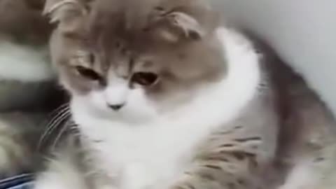 cat intelligence #shorts