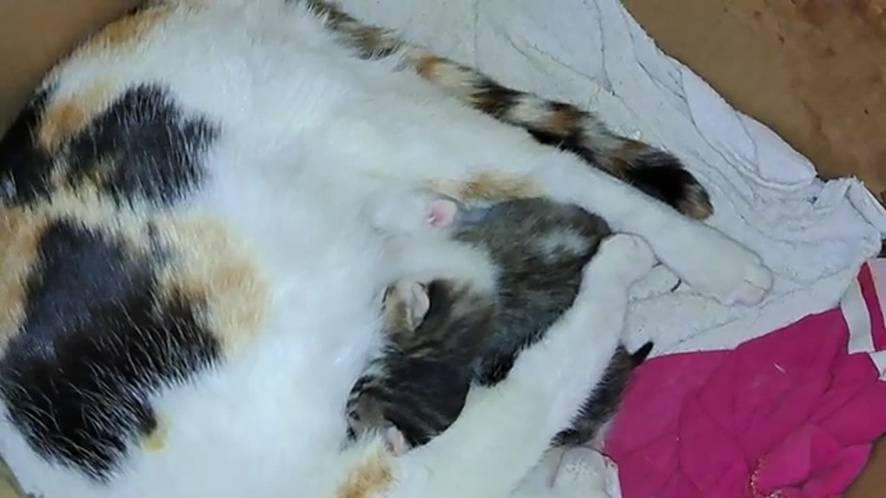 A mother cat is nursing her newborn kittens. I caught a kitten drinking milk