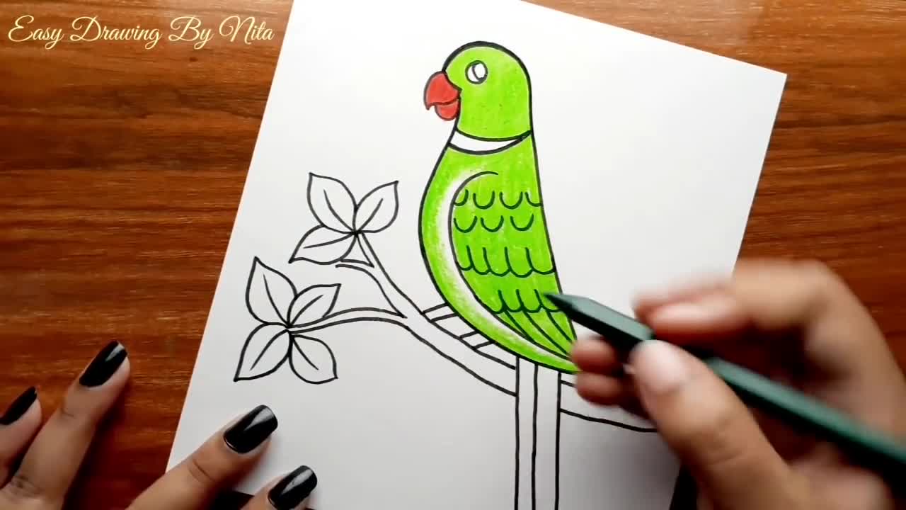 Parrot Drawing -- How to Draw Parrot Step by Step for Beginners -- Bird Drawing Colour