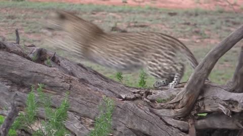 A SMART RABBIT CAN RUN AWAY FROM THE HUNTER