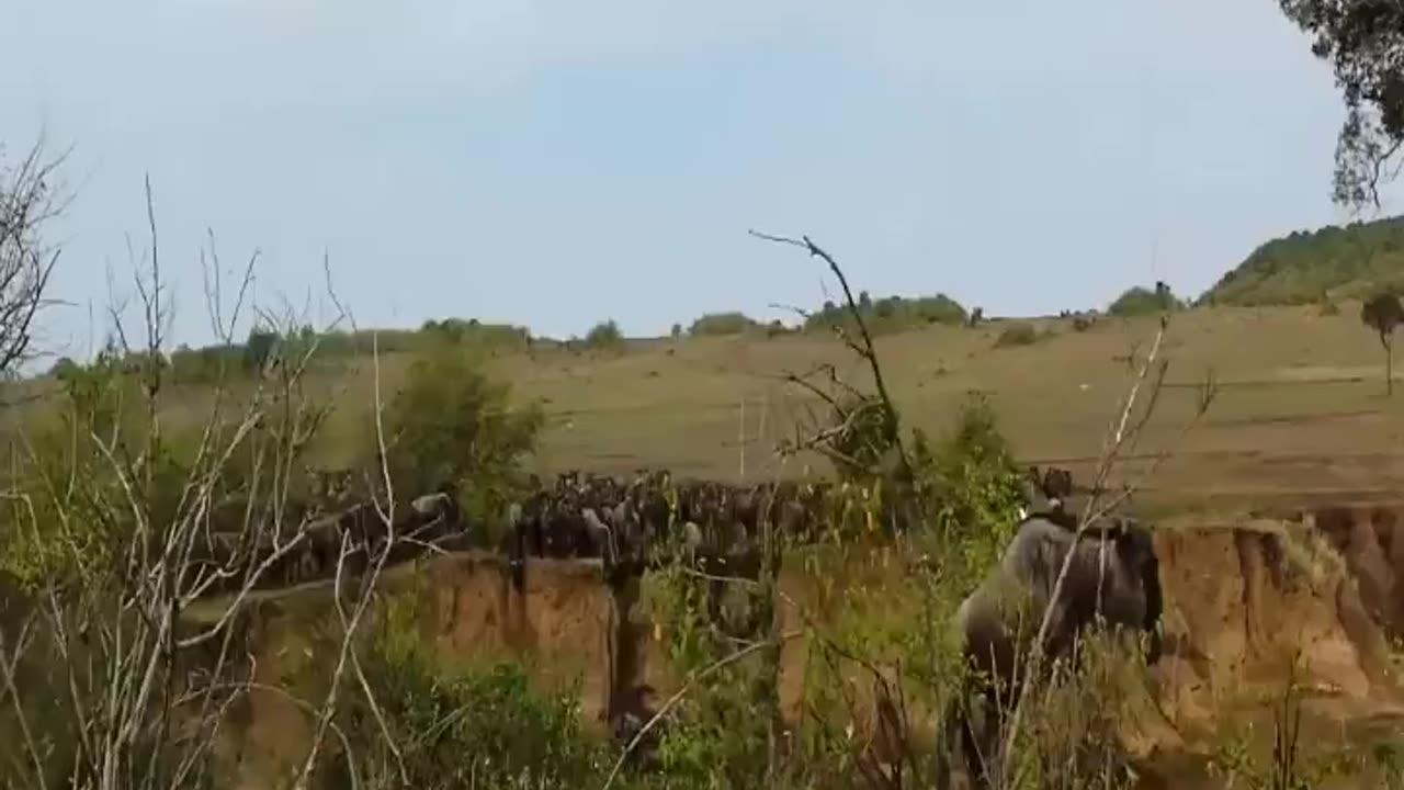 Male lion Shows lioness