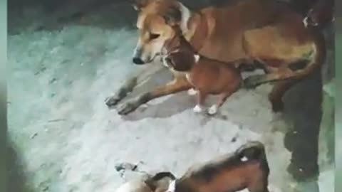 mother dog,se save him his littel dogi,in fox