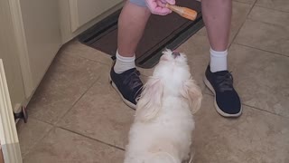 Dog Jumps for Joy Over New Toys