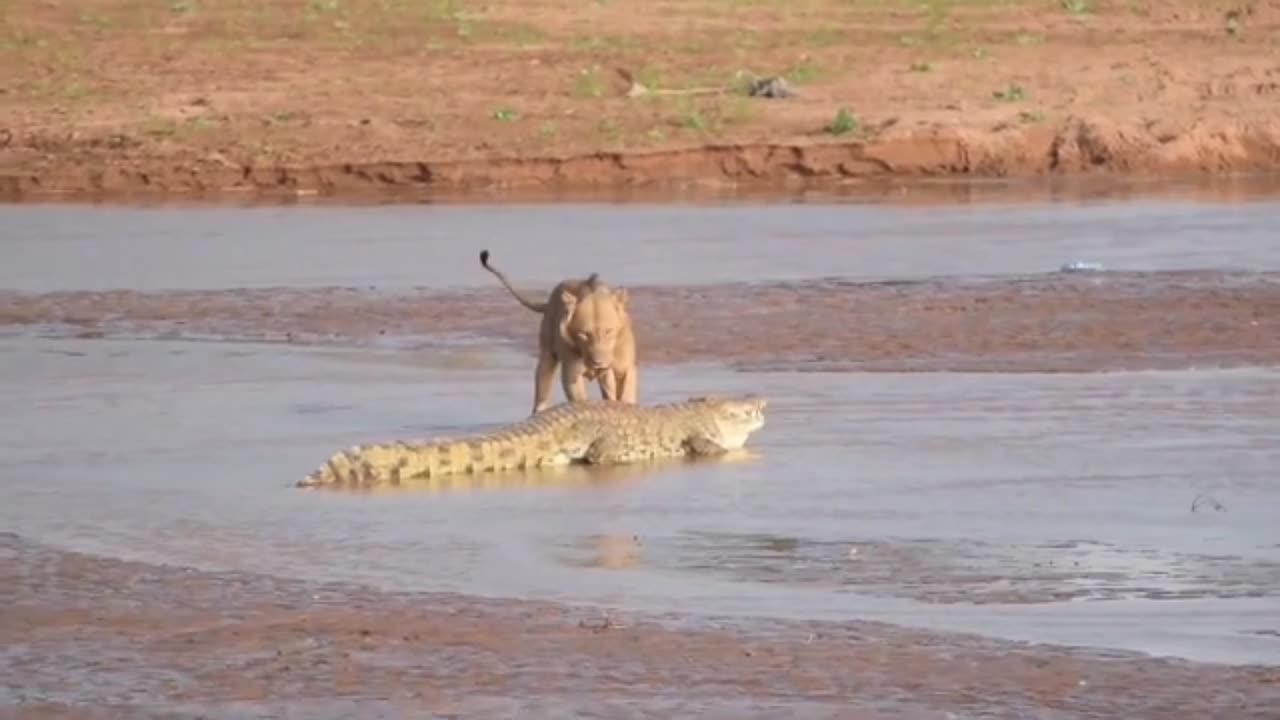 lion vs crocodile