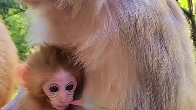 🐒The way it drinks milk is so cute