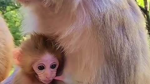 🐒The way it drinks milk is so cute