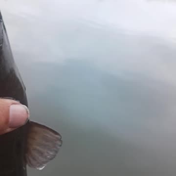 Bullhead catfish