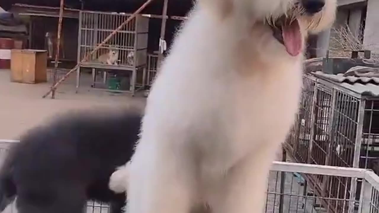 Gigantic Fluffy Poodle Dogs Love Being Carried Everywhere 😍Funny Cat And Dog Videos🐩 - Panda Love