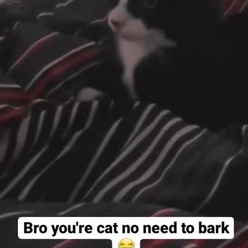 FUNNY CAT & DOG CLIP