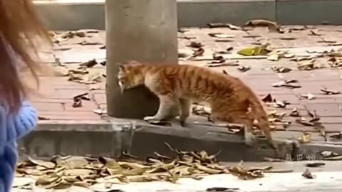 The Moment of Farewell with Pets, Only Those Who Have Owned Pets Can Understand