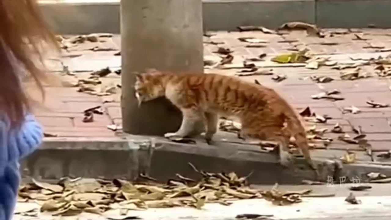 The Moment of Farewell with Pets, Only Those Who Have Owned Pets Can Understand