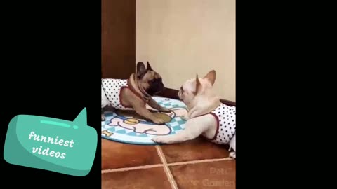 funny cat and dog funny dog and cats funny cat and dog