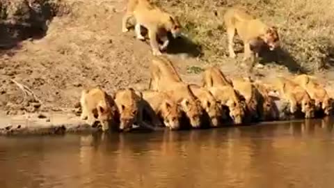 A pride of 20 lions squeezes together perfectly as they drink from a small stream