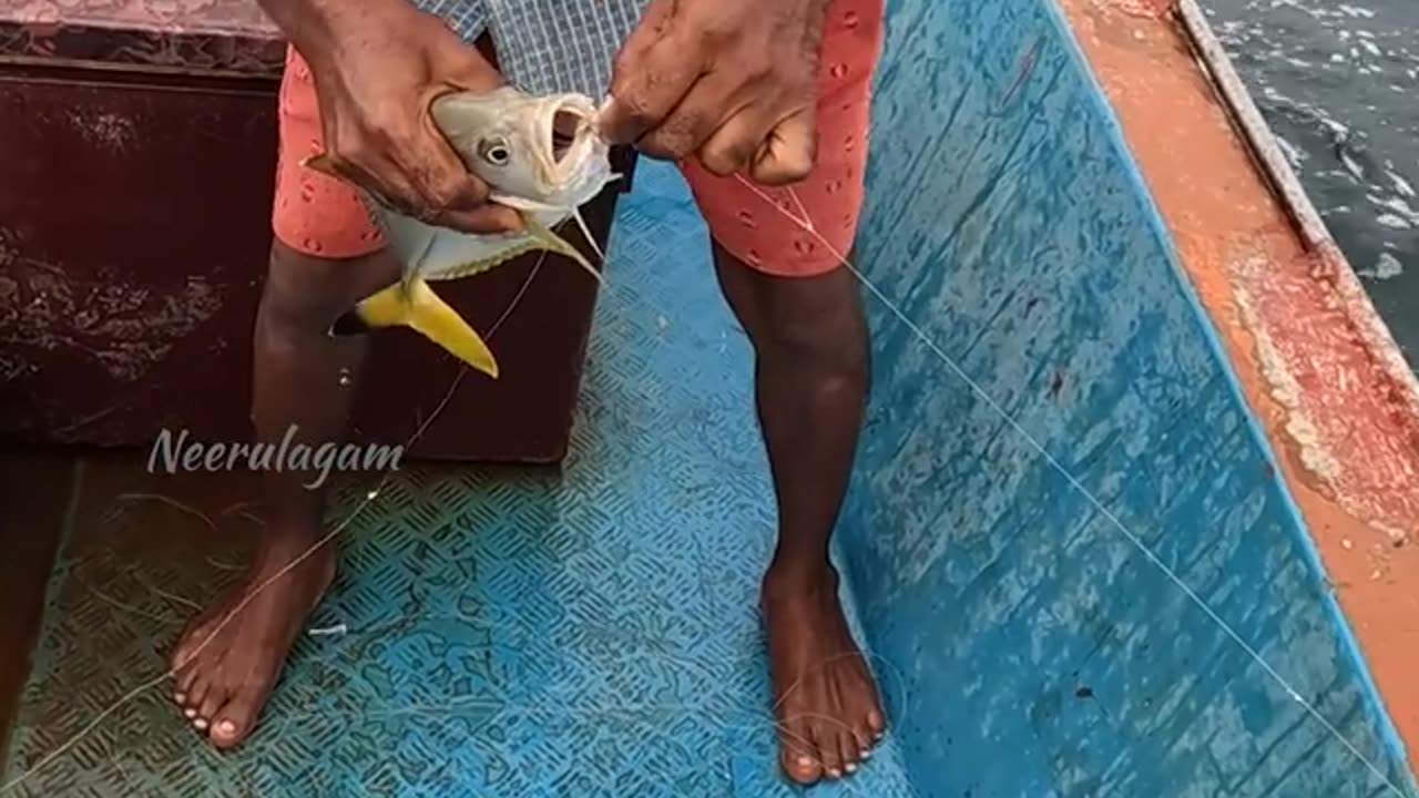 Catching King Fish in the Deep Sea.