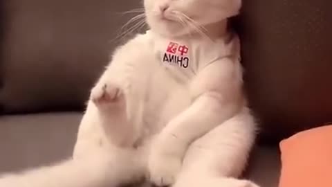 Funny cat 🐈