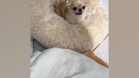 a lot of cute, funny and adorable videos about Pets