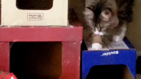 Petunia's Townhouse