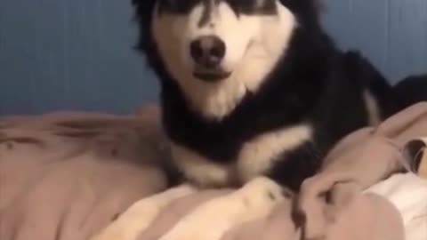 Funny Dogs Part 5 #pets #viral #trending #animals #dogowner #dog #petowner #funny #pawsomepets