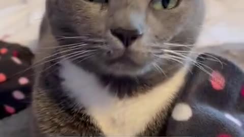 Funny cat