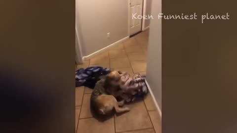 Funny cat angry video watch till end 😂😂😂