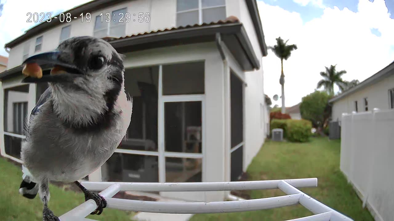 Black bird midair tussle