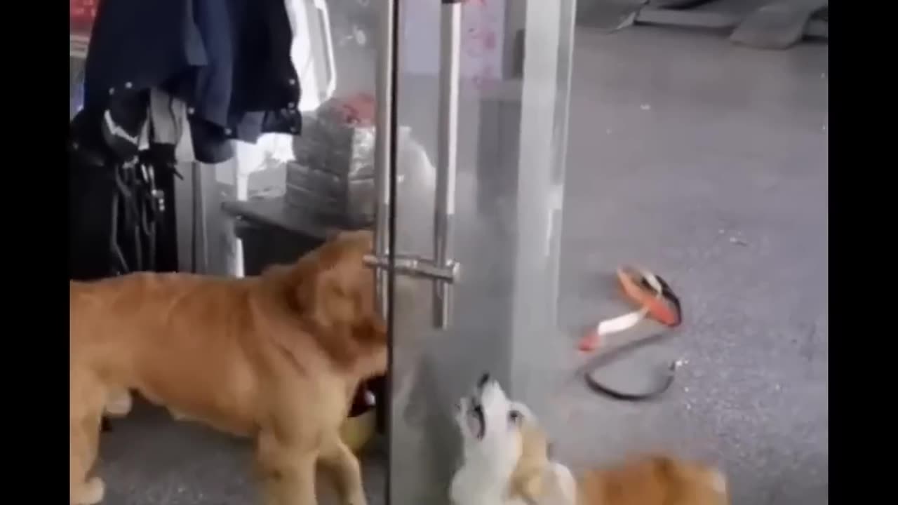 Funny Animal Videos 2023 😂 - Funniest Cats And Dogs Video 😺
