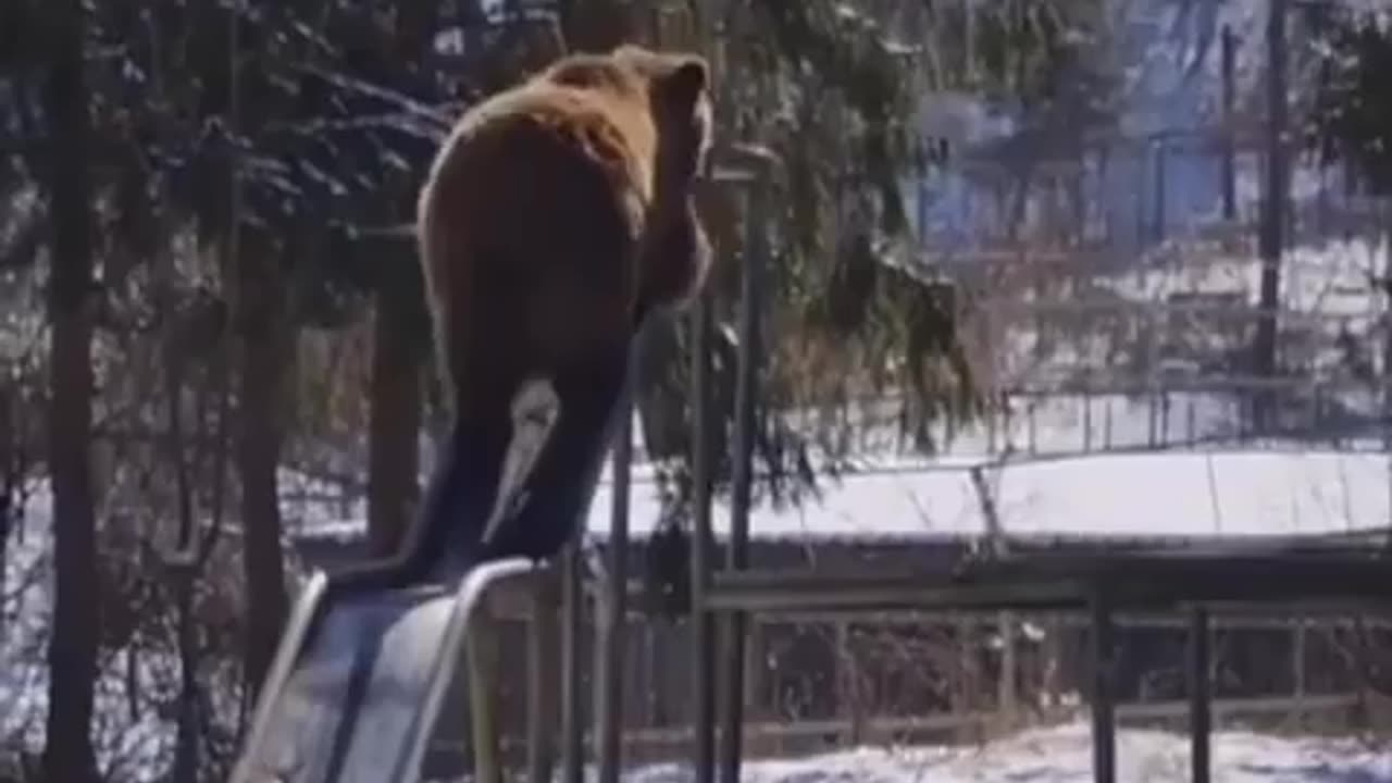 Bear Enjoys Playground