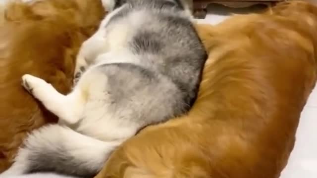 Golden Retrievers and Husky Meeting Their Best Friends Newborn Kitten