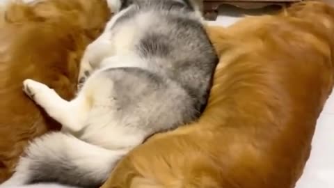 Golden Retrievers and Husky Meeting Their Best Friends Newborn Kitten