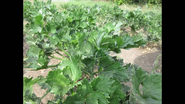 Calling Celery Celery Sept 2021