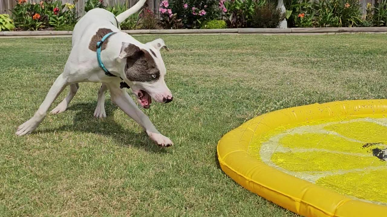Vinny's Splash Pad