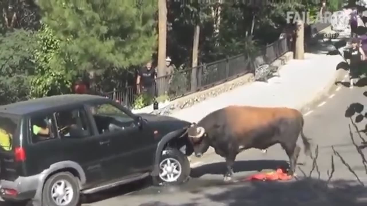 BULL GONE WILD