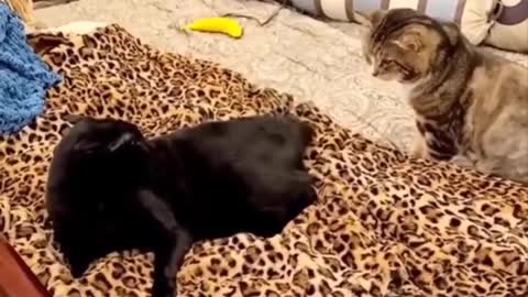 Funny Crazy Cat video's. They are so cute.