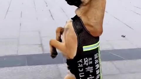 Smart dog showing his skill