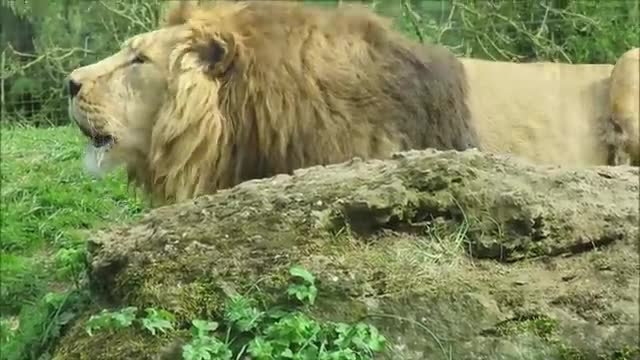 Lions Roaring Compilation_Cut2