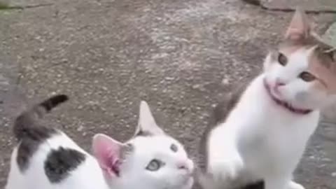 Cute Cat Gif