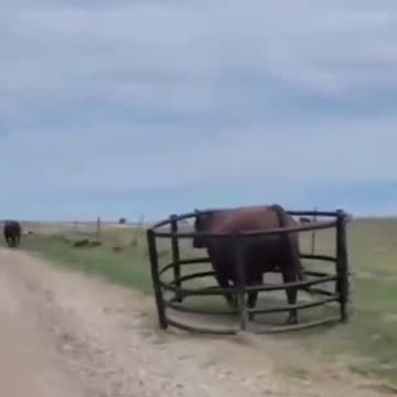 Funny Animals | The Bull | Nothing Can Stop ME |🐂😬🙃😀 #shorts