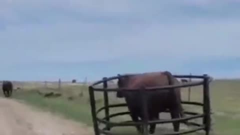 Funny Animals | The Bull | Nothing Can Stop ME |🐂😬🙃😀 #shorts
