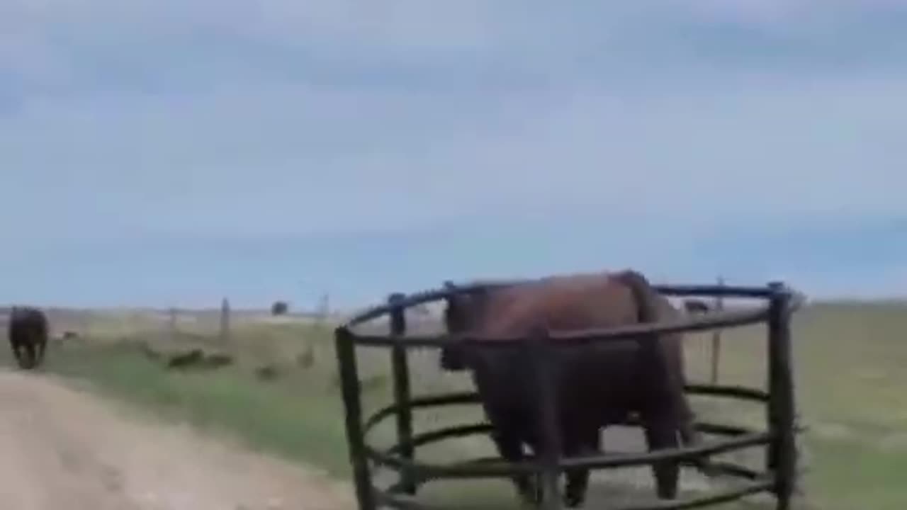 Funny Animals | The Bull | Nothing Can Stop ME |🐂😬🙃😀 #shorts