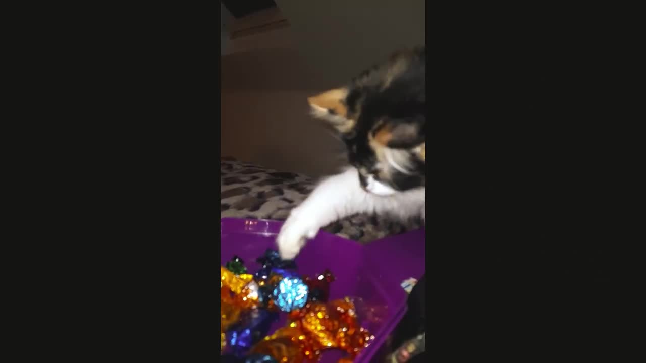 Quality streets + Cat + Hooman