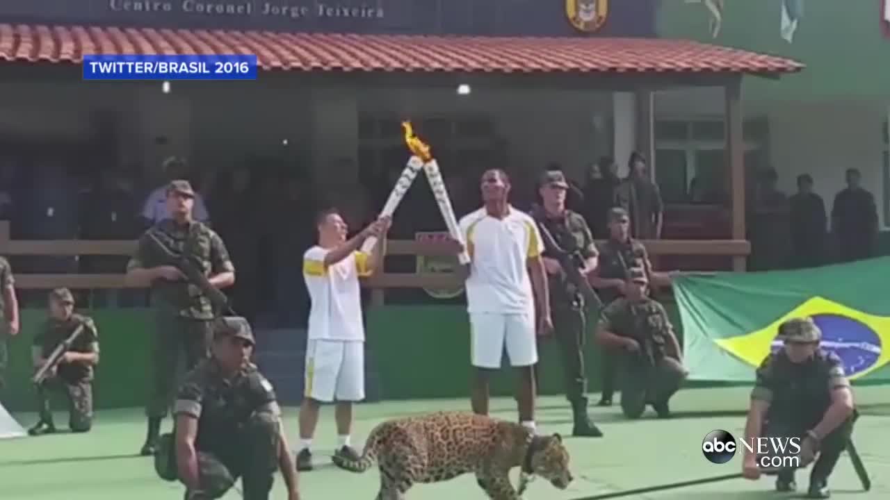 Escaped Jaguar in Olympic Ceremony Shot in Brazil