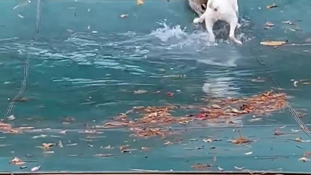 Raccoon and Pup Play On Top Of Pool Tarp