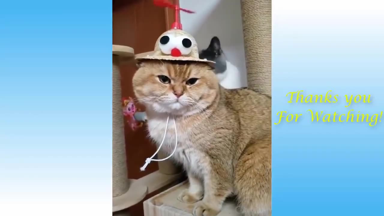 Best Funny Animal Moments