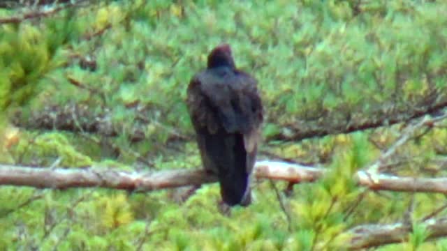 Turkey Vulture