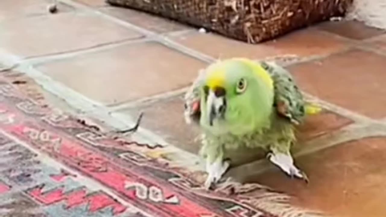 u/HistoryDense creepy ahh parrot 6 #realhorrortok #horrortok #creepy #parrot