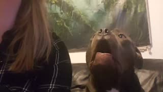 Perro canta de modo muy gracioso a la par de su dueña cantando